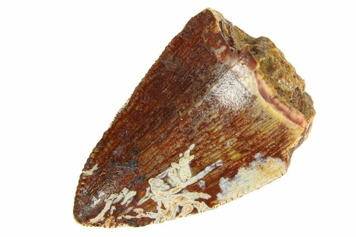 Serrated, Fossil Phytosaur (Redondasaurus) Tooth - New Mexico #294973